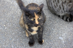 のらにゃんこ