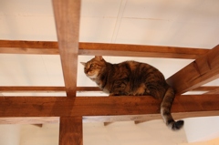 カフェ猫