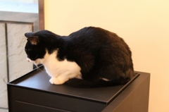 カフェ猫