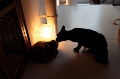 カフェ猫