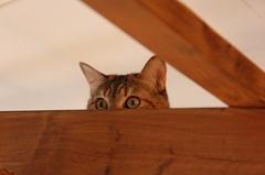 カフェ猫