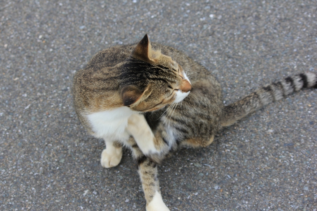 のらにゃんこ