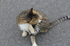 のらにゃんこ