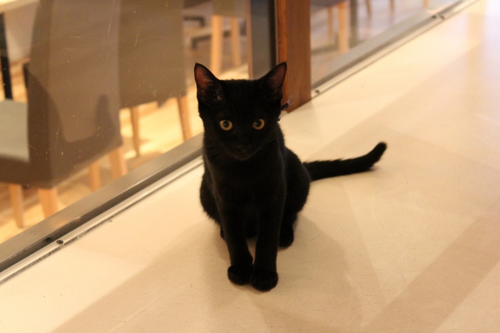 カフェ猫