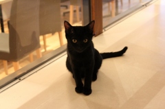 カフェ猫