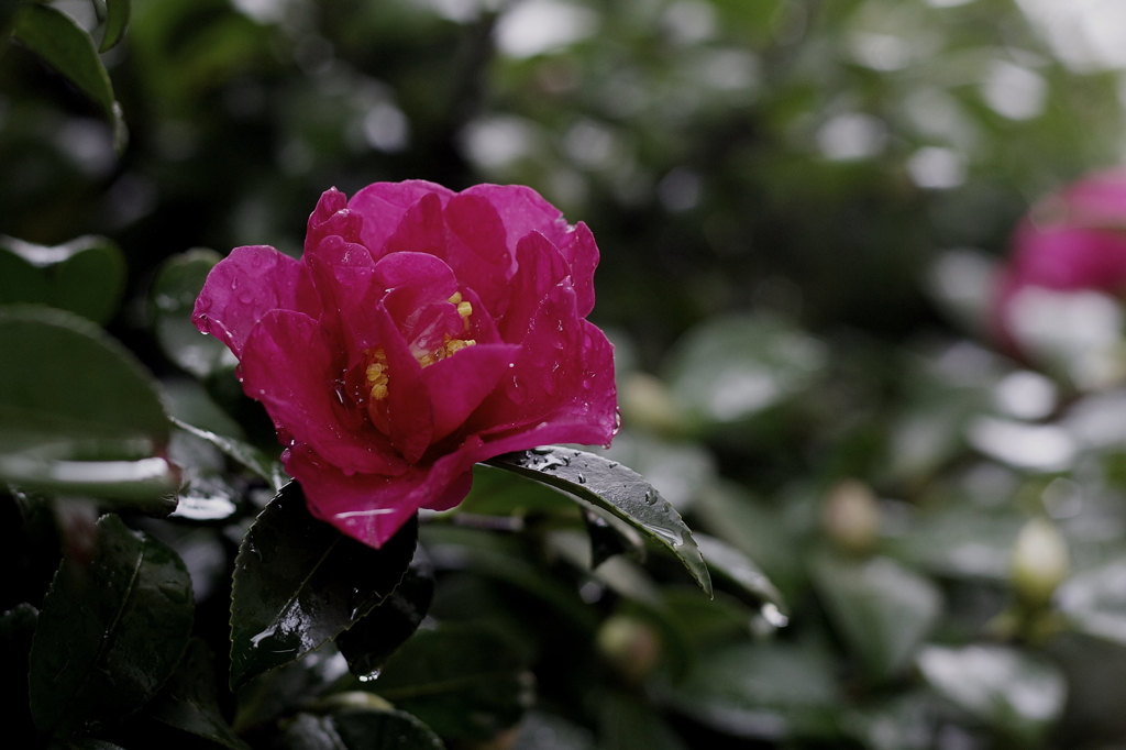 雨の中、凛々しく