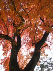 冬に紅葉