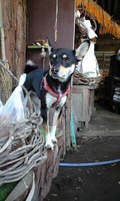 お土産屋さんのわんこ