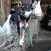 お土産屋さんのわんこ