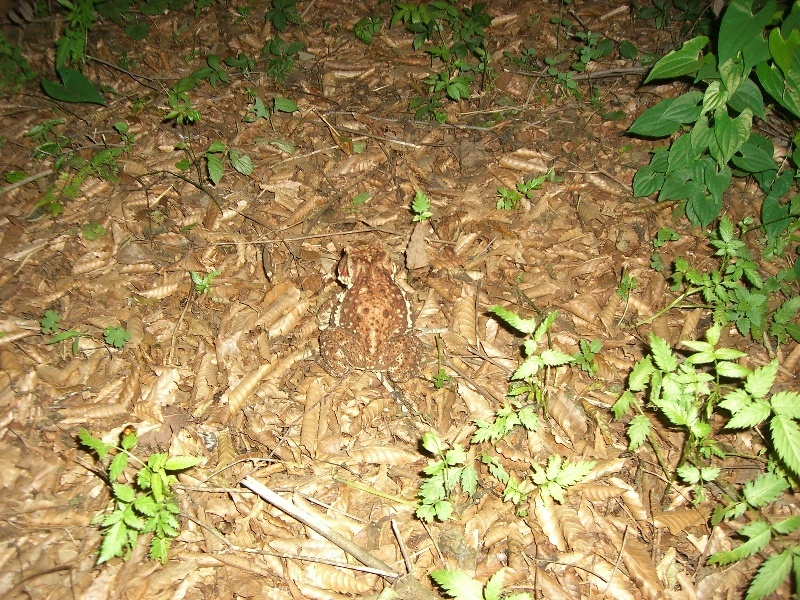 保護色って言うんでしょ？