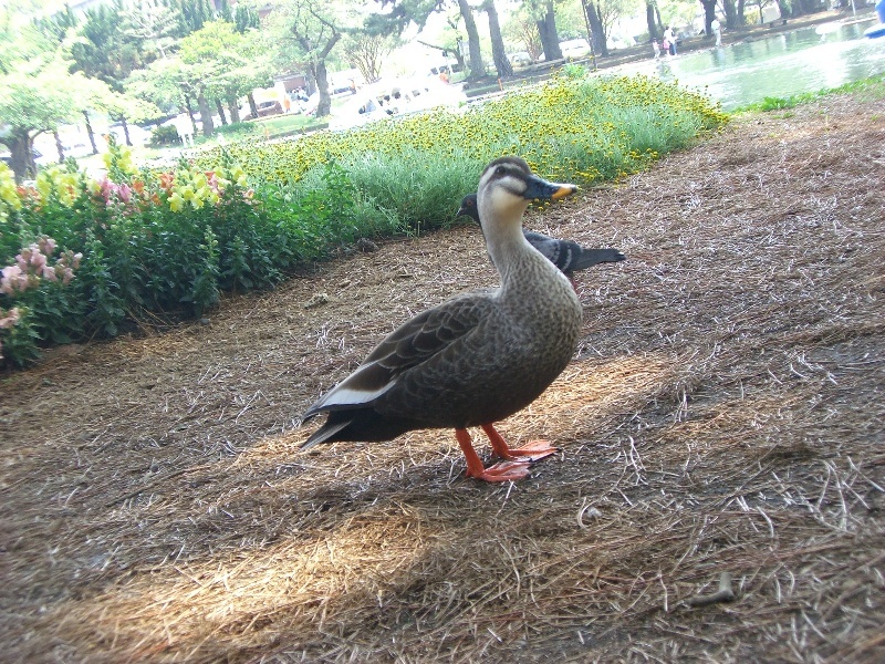 お散歩
