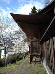 温泉神社と桜