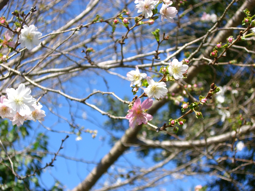 10月桜