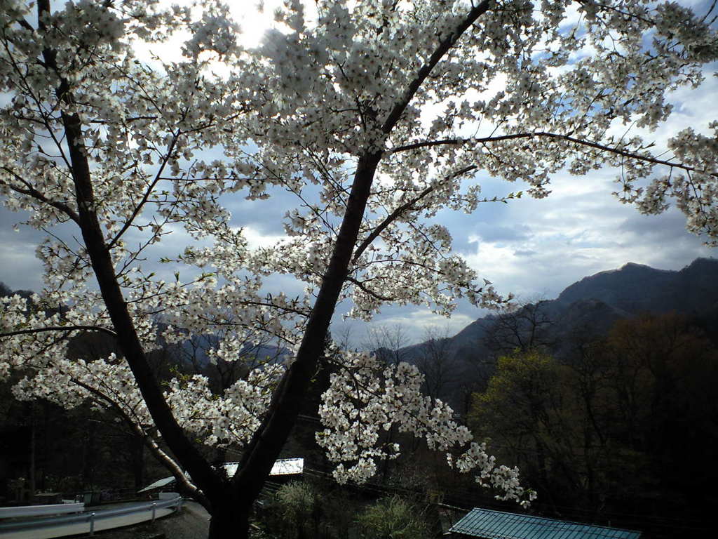 温泉神社の桜