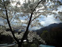 温泉神社の桜