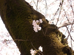 苔生す幹