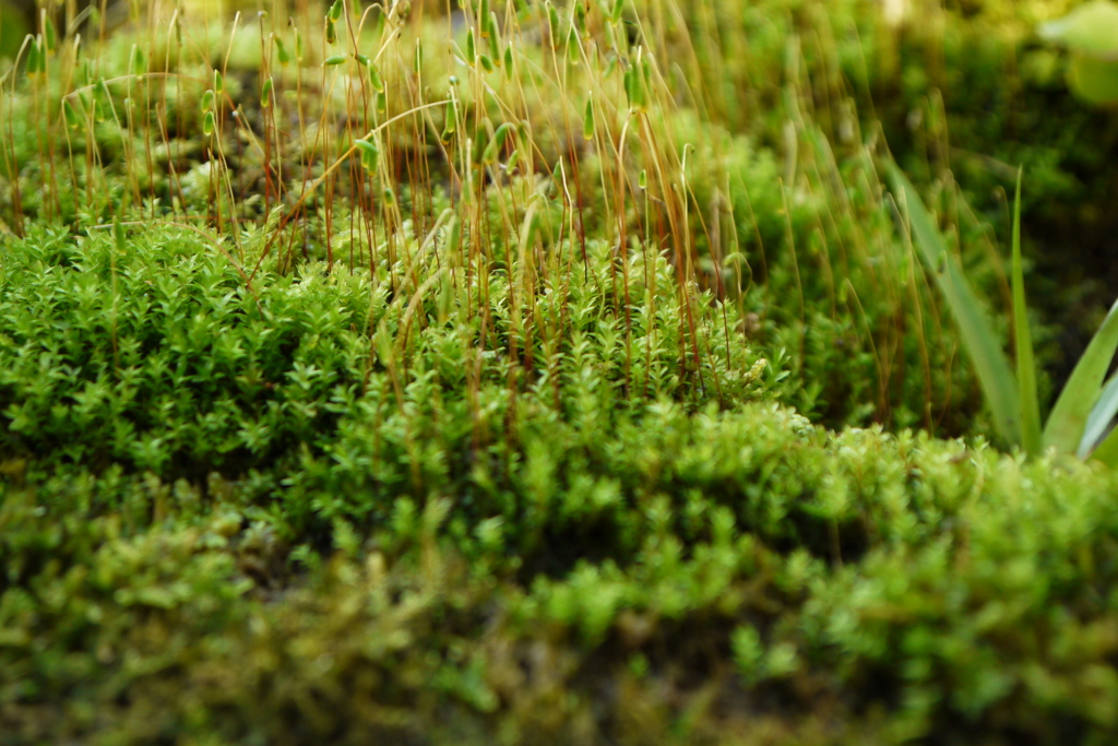 苔むした