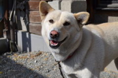 シロ　３歳