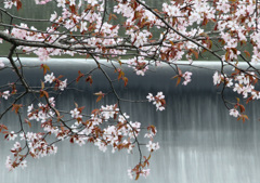 桜～聖台にて
