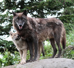 father & son