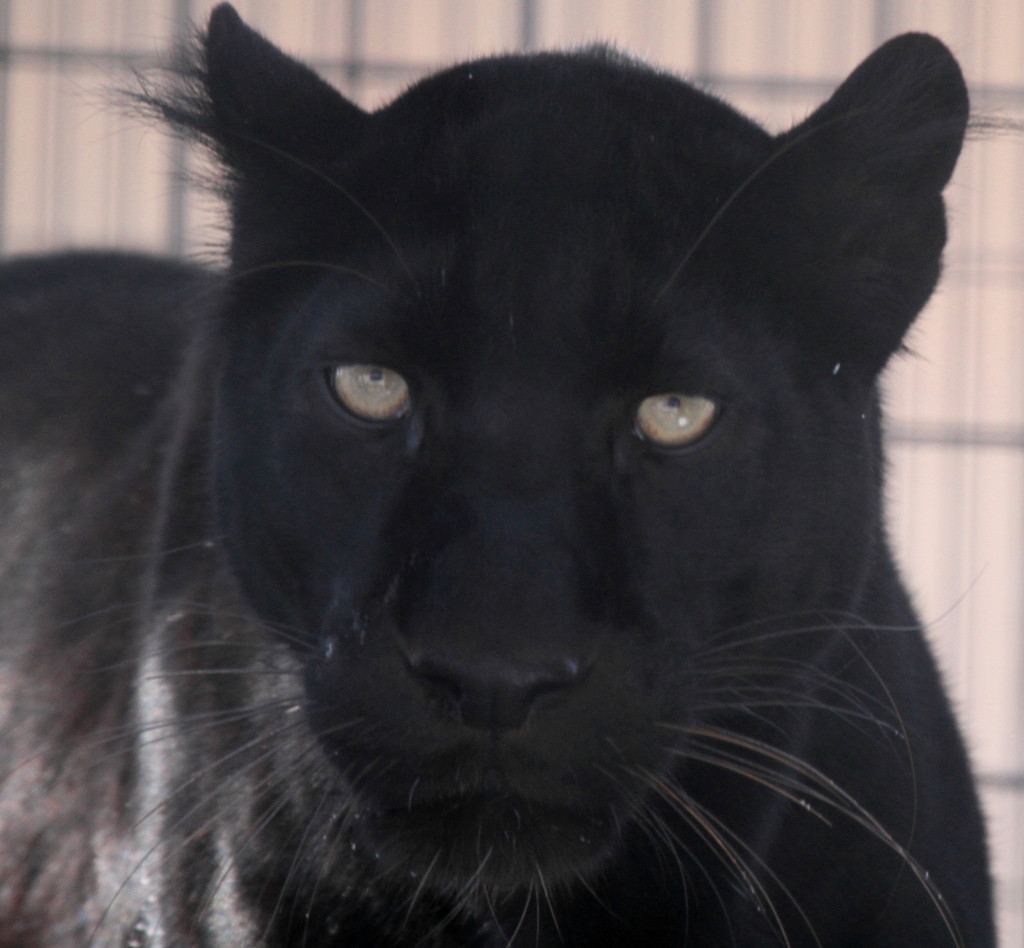 Black Leopard