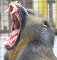 big yawn