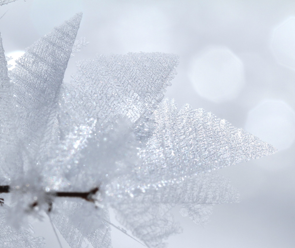Silver frost