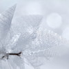Silver frost