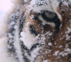 Tiger eye
