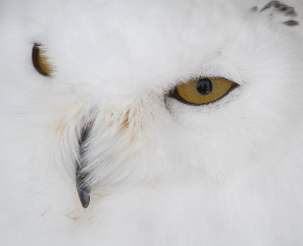 White Owl 1