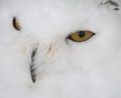 White Owl 1