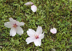 桜散る