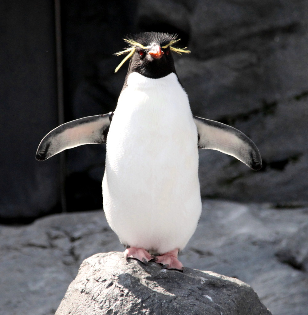 Rockhopper Penguin