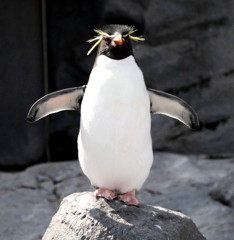 Rockhopper Penguin
