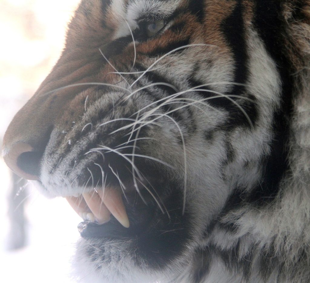 Tiger fang