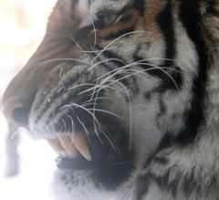 Tiger fang