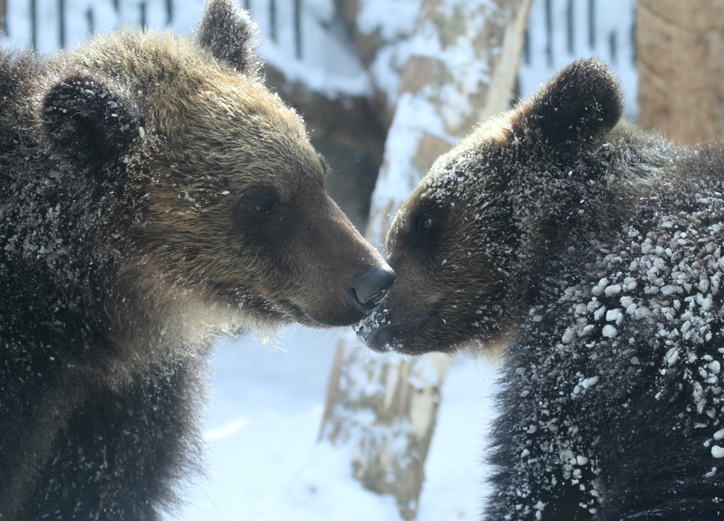 ヒグマの兄弟
