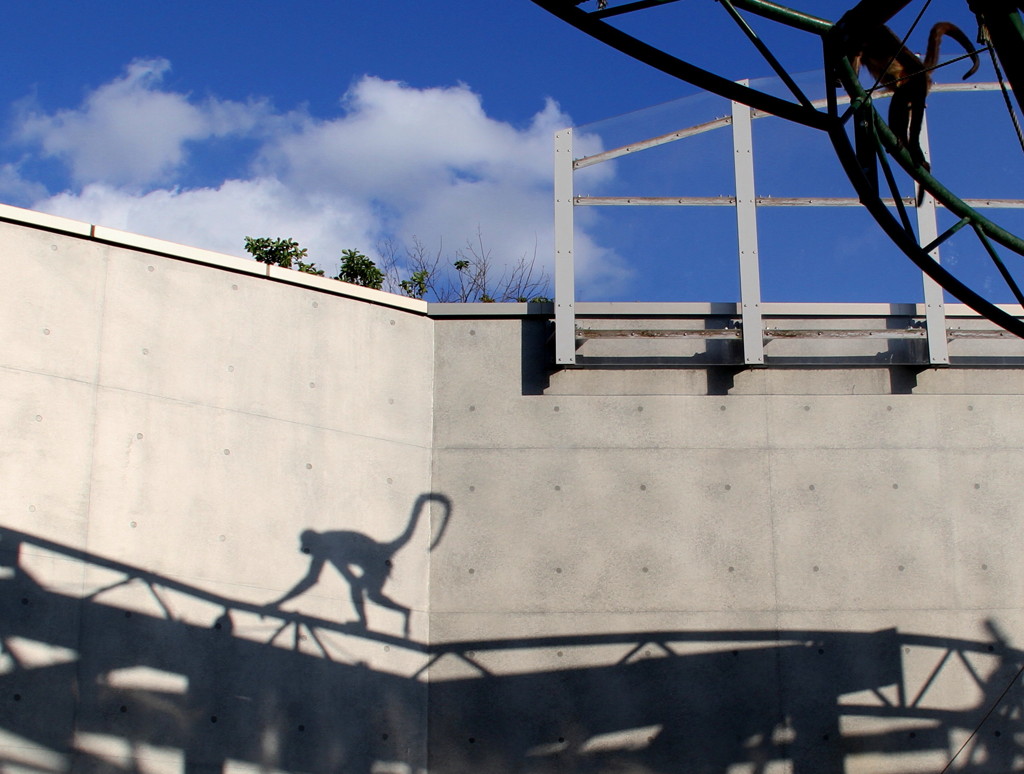shadow