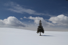 2011年、雪解け間近のクリスマスツリー