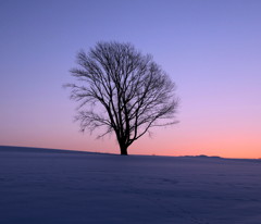 哲学の木は快晴の朝を待つ