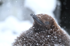 ペンギン何を思う？