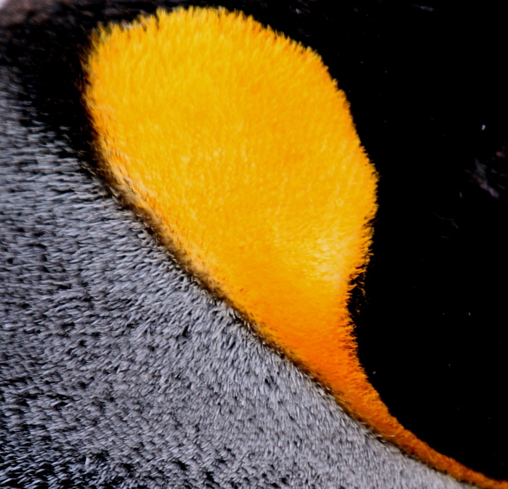 King Penguin