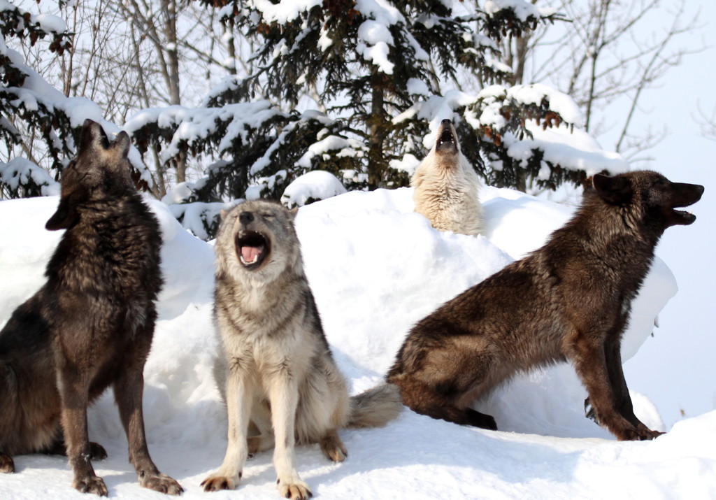Chorus wolf