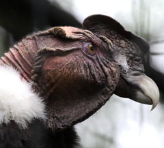 Condor