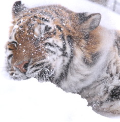 ネコ科最大動物・最大亜種の雪あそび
