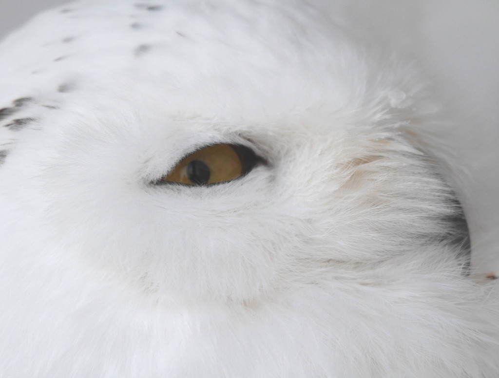 White Owl 3