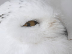 White Owl 3