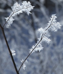 Frost flower