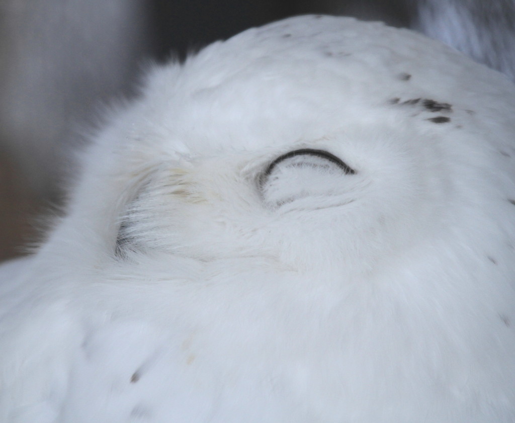 White Owl 2