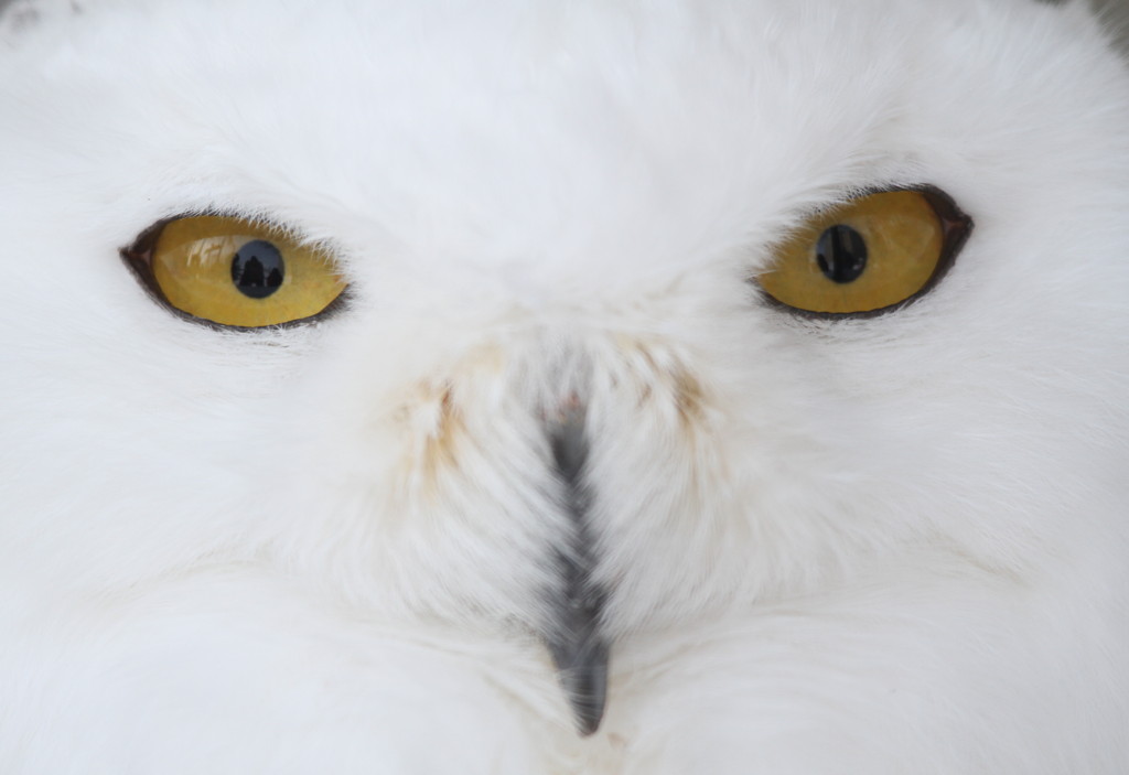 White Owl 4